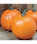 Youngs Beauty New England Pie Pumpkin Seeds 15 Ct Halloween Carving Fres... - $4.30