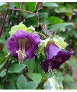 VCS Cobaea Scandens Vine 10 Seeds Cathedral Bells Cup And Saucer Flower ... - $22.03 CAD