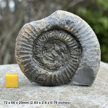 Fossilised Dactylioceras Commune Ammonite, Jurassic, UK, Genuine - £21.72 GBP