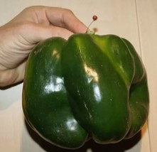 30+ EMERALD GIANT BELL PEPPER SEEDS - SWEET - NON GMO - HEIRLOOM - ORGANIC - $4.99