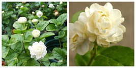 Grand Duke of Tuscany Jasmine Jasminum Sambac SMALL Rooted STARTER Plant - $41.99