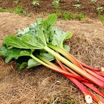 Victoria(Rheum) Rhubarb Seeds | Heirloom Seeds | Non-GMO Free Shipping - £2.88 GBP+