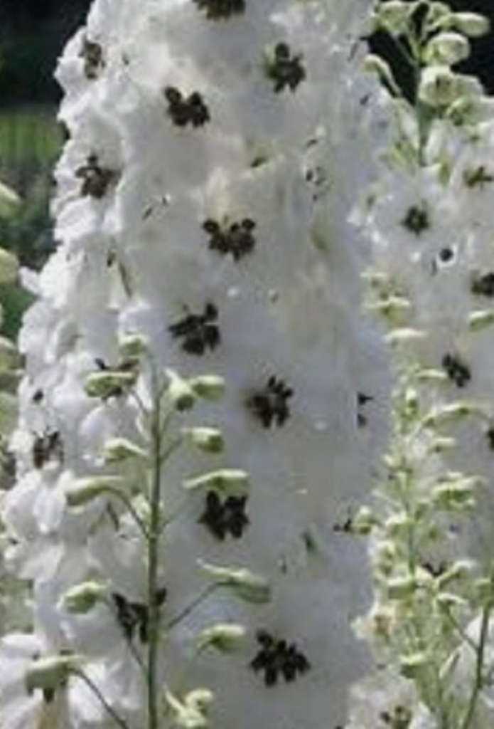Primary image for 25 Pc Seeds White Magic Fountains w/Dark Bee Delphinium Flower Plant | RK