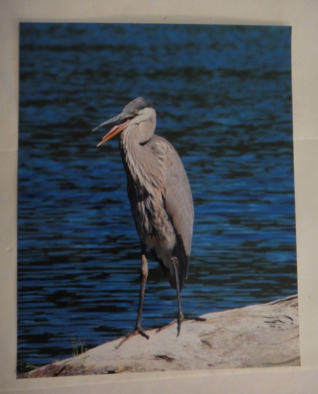  Incredible Blue Heron, 8x10 photo, Wildlife Photography by Christopher ... - $26.75