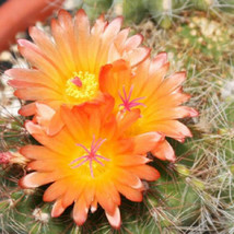 Parodia horstii notocactus @J@ exotic cacti rare flowering cactus seed 100 SEEDS - £10.38 GBP