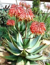 Aloe Comptonii mitriformis exotic color succulent rare cactus red seed 30 SEEDS - £9.94 GBP