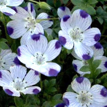 Five Spot Unusual Eye Catching Purple Flower 125 Seeds    - £9.18 GBP