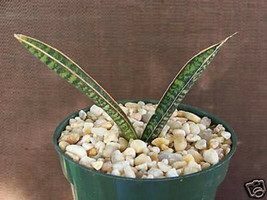 Sansevieria fischeri singularis rare succulent outdoor indoor collector plant 4" - £19.97 GBP