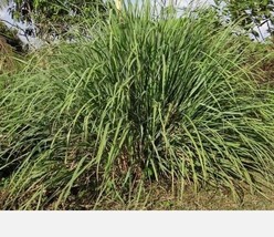 Lemongrass 20 Seeds Mosquito Repellent Heirloom Lemon Grass Seller Garden USA - £6.15 GBP