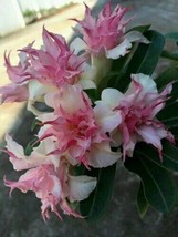 LimaJa Light Pink Lilac 25 Seeds Tree Fragrant Hardy Perennial - £4.74 GBP