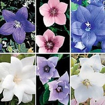 TH 40 Seeds Platycodone Balloon Mixed Flower Seeds (Blue. White. Pink Perennial - £11.64 GBP