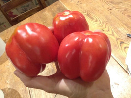 50 Seeds Burgess Stuffing Tomato Juicy Tomatoe Vegetable Garden  - $7.25