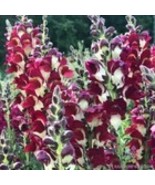 Fresh 1000 Snappy Night And Day Snapdragon Seeds for Garden - €9,41 EUR
