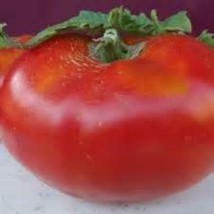 Abe Lincoln Heirloom Tomato We Sell Over 300 Types Of Tomatoes Fresh Garden Usa  - £8.34 GBP