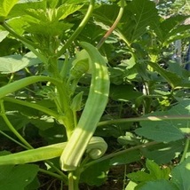 Seeds Louisiana 16 Inch Longhorn Okra Seeds Longest Most Robust Pods Heirloom - £6.28 GBP