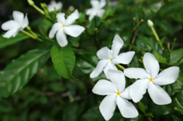 5 Pc Seeds Crepe Jasmine Plant, Tabernaemontana divaricate Seeds | RK - £15.10 GBP