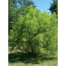 Pure Herbs: Willow - 4 oz. (Natural Herbal Extracts) image 2