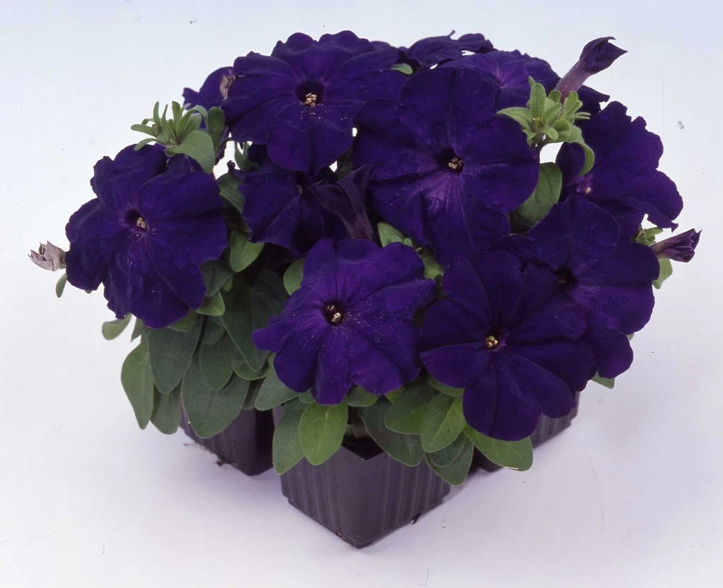 Petunia Seeds 50 Pelleted Seeds Logro Floribunda Blue - $18.54