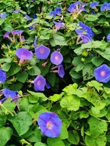 50+Heavenly Blue Star Morning Glory Seeds Climbing Vine Flower Fence Gar... - €7,77 EUR