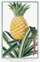 13758.Decor Poster.Room floral design.Garden plant.Botanical art.Pineapple fruit - £13.07 GBP+