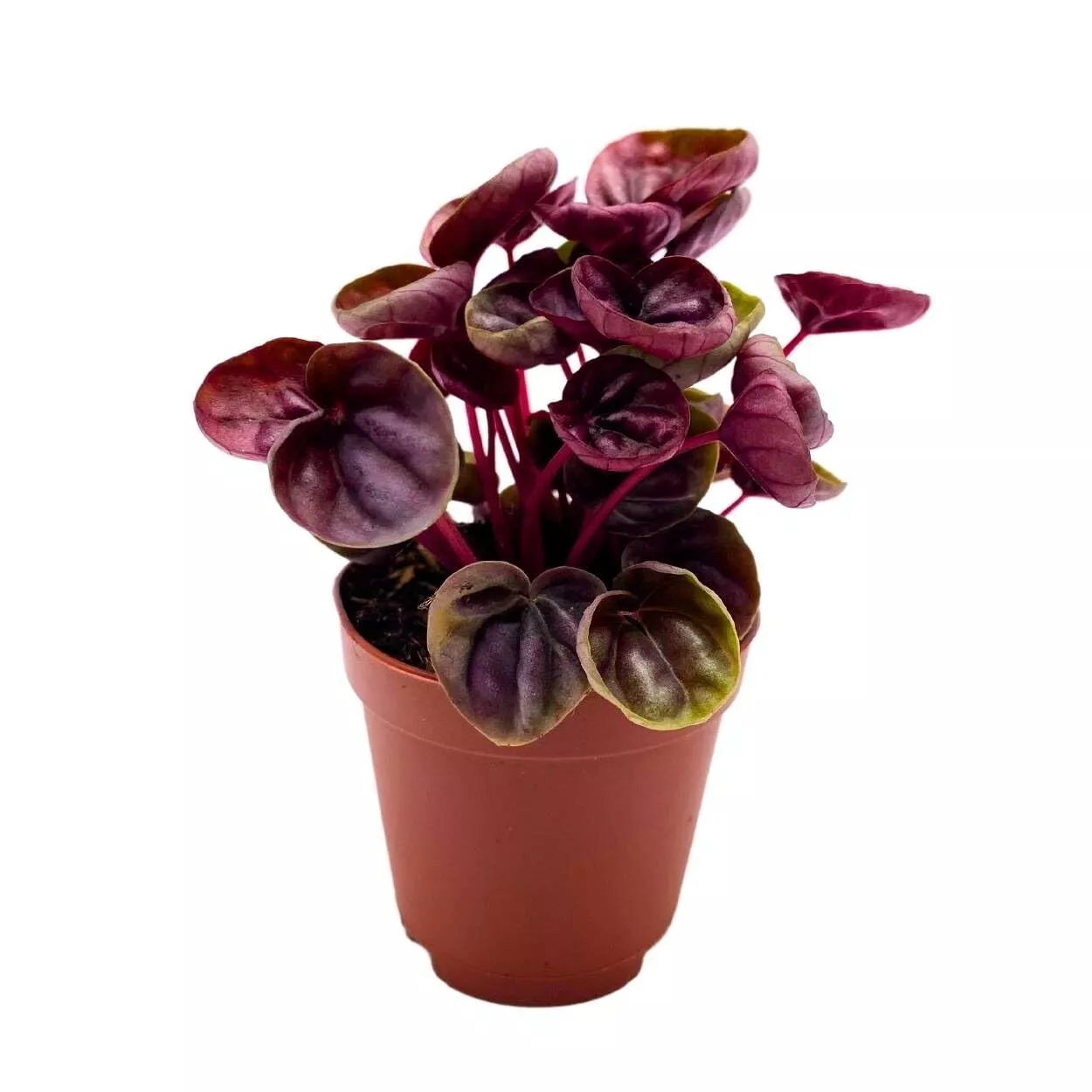 Peperomia S inumi Red 2 in Red Ripple Pep Caperata - £27.77 GBP