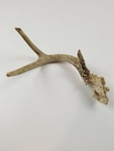 Extra Large Multi-Forked Deer Antler Dog Chew Durable Strong Chewers  - £18.87 GBP
