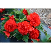 25+ Red Begonia Seeds – Bright Blooms for Shade &amp; Indoor Gardens - $16.50