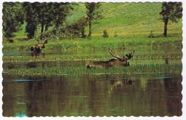 Animal Postcard Canada Bull Moose Monarch Of The Forest Feeding - £2.33 GBP