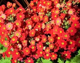 USA Seller 100 Crimson Fairy Primrose Red Primula Malacoides Baby Primrose Shade - $14.90