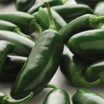 La Bomba Jalapeno Hot Pepper  10 Seeds  Garden Beautiful USA SELLER - £4.32 GBP