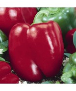 Fast Ship USA Seller Big Red Sweet Pepper Seeds - $6.78