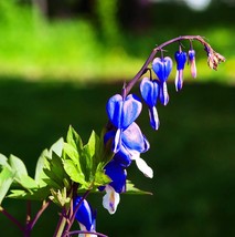 25 bright blue bleeding heart seeds dicentra spectabilis shade flower garden thumb200