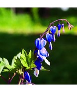 25 Bright Blue Bleeding Heart Seeds Dicentra Spectabilis Shade Flower Ga... - $16.43 CAD