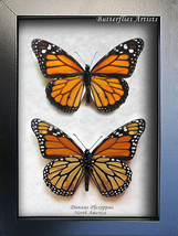 Set Danaus Plexippus Real Monarch Butterflies Framed Entomology Shadowbox - £66.48 GBP
