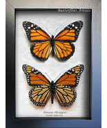 Set Danaus Plexippus Real Monarch Butterflies Framed Entomology Shadowbox - $122.23 CAD