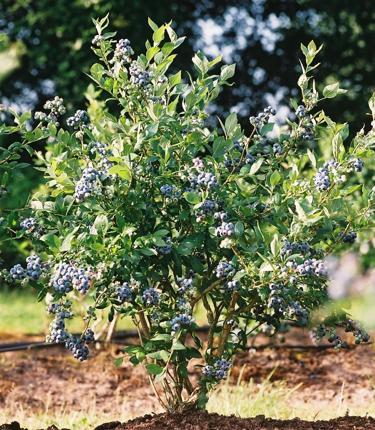 1 Live Plant Mini Blues Blueberry Bush Starter Plant - $34.48