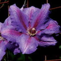 25 Seeds Clematis Danielle Heirloom Seeds Quick Grow Shine - £6.61 GBP