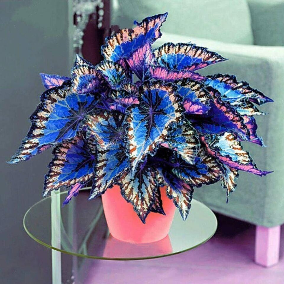 Beautiful 100 Multicolour Coleus Seeds Coleus Blumei Garden Flower Seed