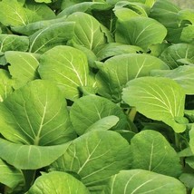 Japanese Komatsuna Mustard Naturally Grown Gardening Fresh USA SHIPPING - $12.73