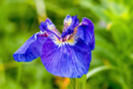 VP 20 Alaska Iris Setosa Wild Flag Beachhead Blue Purple Native Wetland Flower S - £3.46 GBP