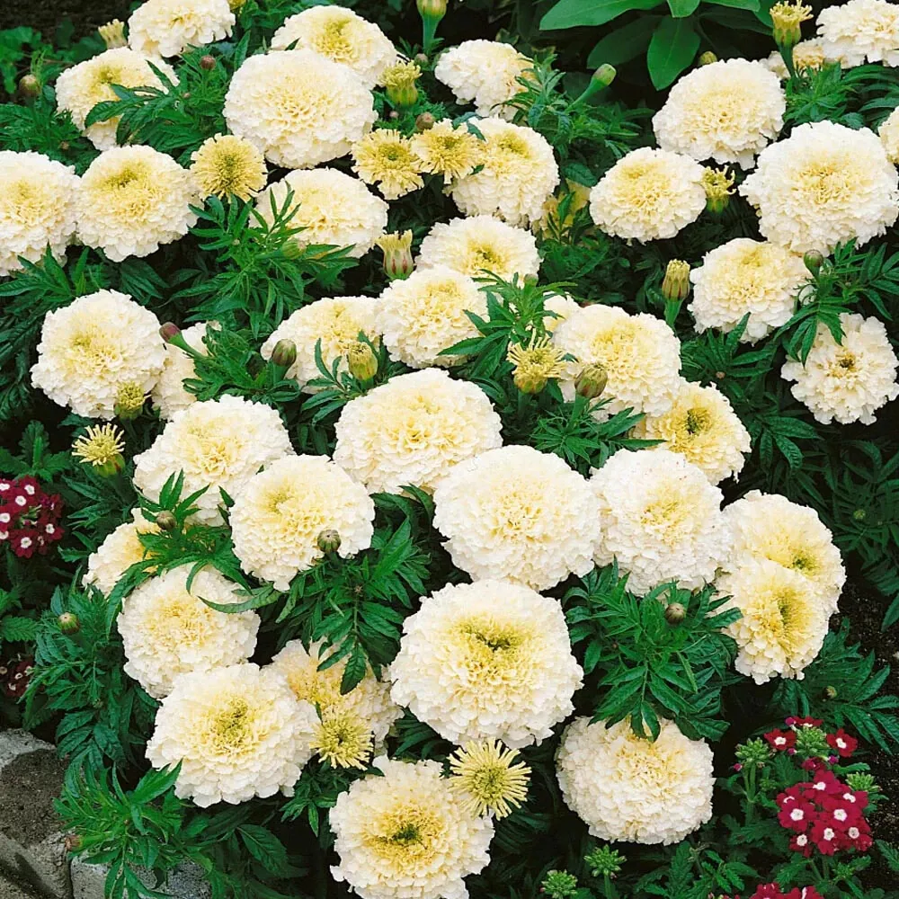 25+ Vanilla African Marigold Seeds for Garden Planting  - $11.00