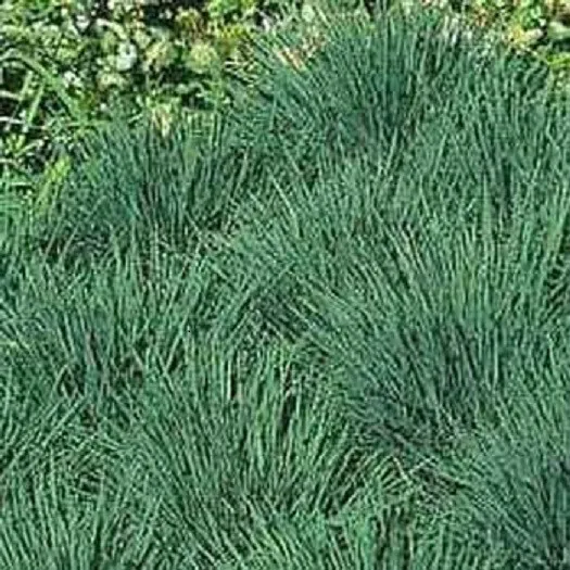 200 Blue Hair Grass Seeds ( Koeleria Glauca) Garden Starts Nursery - $11.50