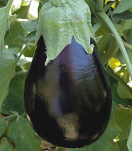 Black Beauty Eggplant Seeds 100 Vegetable Garden Culinary Cooking From US - $7.00