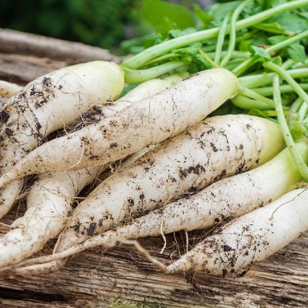 Radish Seeds For Planting &amp; White Icicle Radish Seed Packets With Instru... - $3.00