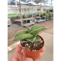 Sansevieria Samurai - 3" Pot - $10.99