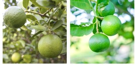 Live Citrus Plant - Thornless Mexican Key Lime Tree - 26-30&quot; Tall - Gallon Pot - £96.33 GBP