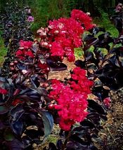 Black Leaf &quot;Red Hot&quot; Crape Myrtle Tree Crepe 6&quot; Live Starter Plants Rooted - £39.96 GBP