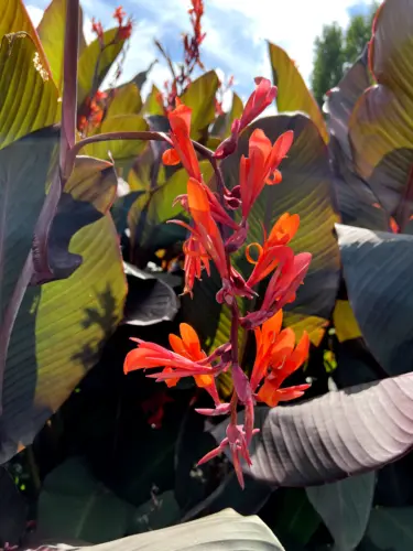 Canna Indica &#39;Russian Red&#39; 100 Pure Seeds Fresh Garden - $9.98