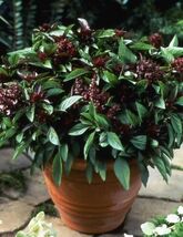 Item image 1 image 1