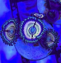 Petroglyph Zoanthids - £35.16 GBP